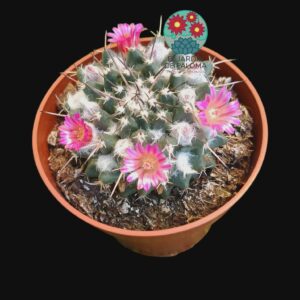 Mammillaria Compressa