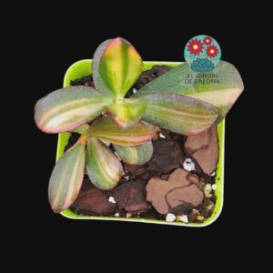 Crassula "Seagull" variegata tricolor (importación, no es grande)