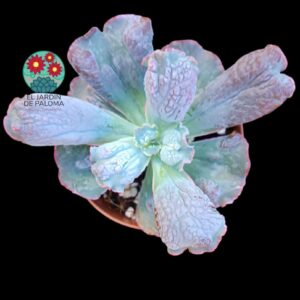 Echeveria Linguas