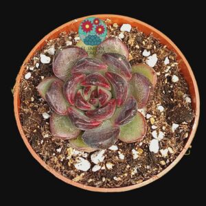 Echeveria Black tiger (no es grande y no es de importación)