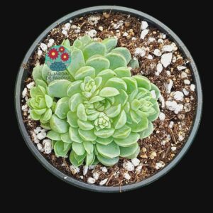 Echeveria elegans