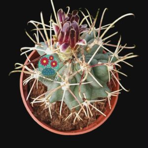 Sclerocactus uncinatus