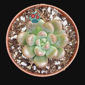 Graptoveria "Chanel"