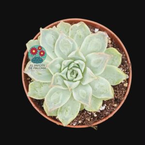 Echeveria "Heart´s choice"