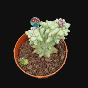 Euphorbia horrida monstruosa