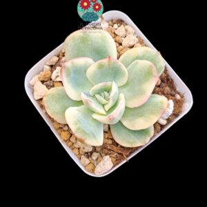 Echeveria Luella variegata