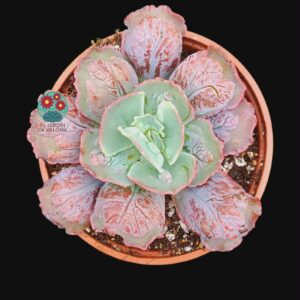 Echeveria Linguas (buen tamaño)