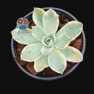 Echeveria Lemon rose variegata