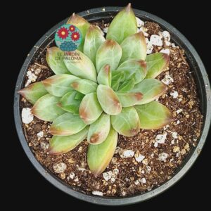 Pachyphytum compactum "Red tips"