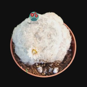 Mammillaria Plumosa (no es grande)