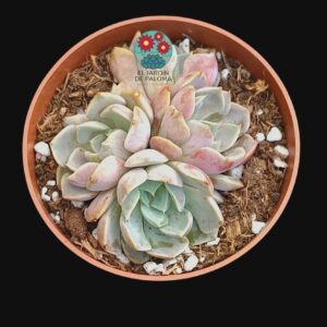 Echeveria Purple bouquet