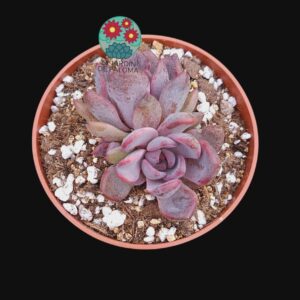 Echeveria Purple star doble roseta