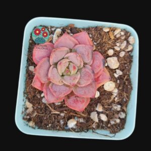 Echeveria hibrida Raindrops