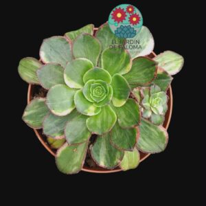 Aeonium Red edge variegata