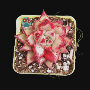 Echeveria Agavoides Romeo (no es grande)