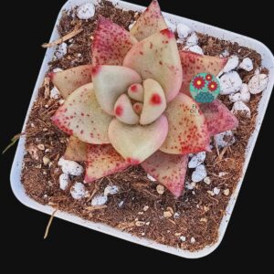 Echeveria agavoides Romeo (selección)