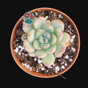 Graptoplelatum Sika (no es de importación)