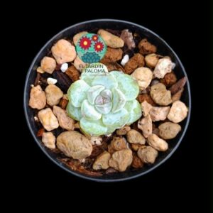 Echeveria "Stramberry jam" (importación, pequeño tamaño)