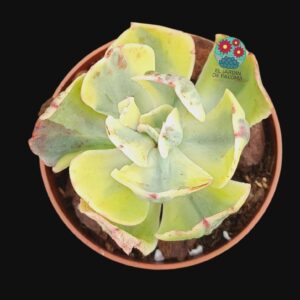 Echeveria "Sunset peony" variegata