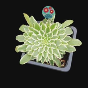 Aeonium Tabulifome variegata