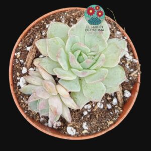 Echeveria Van Breen