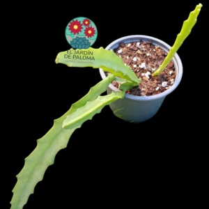 Ephyphyllum Oxypelatum (Dama de noche, flor blanca grande)