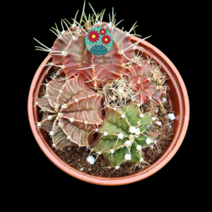 Maceta Gymnocalcyum mihanovichii (colonia,es grande)