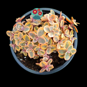 Sedum Sunsparkler tricolor