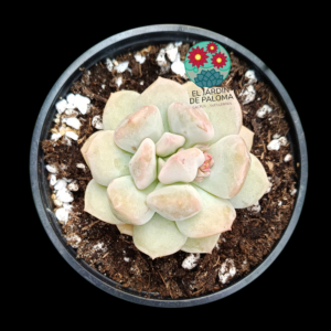 Echeveria "Cream puff"