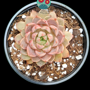 Echeveria Lady rose