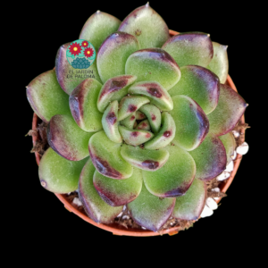 Echeveria Black Tiger (tamaño mediano)