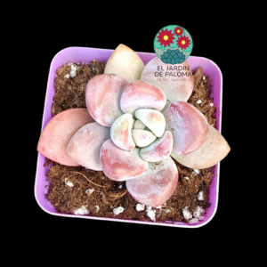 Graptosedum Luoshen