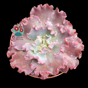 Gibbiflora "Noway" (maceta grande)