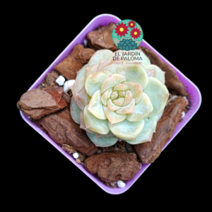 Echeveria Nicksana white