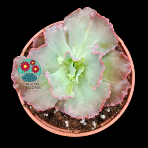 Echeveria Gibbiflora