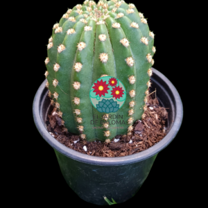 Trichocereus grandiflorus (flor grande y de diferentes colores, el cactus es grande)