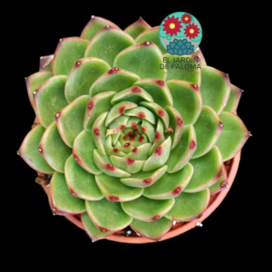 Echeveria Moonstone (es grande)