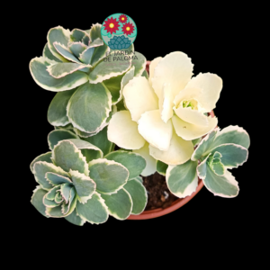 Sedum takesimense "Atlantis" variegata