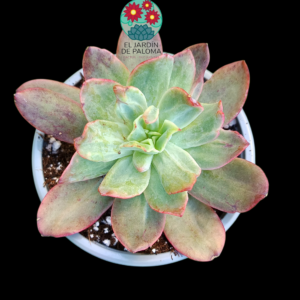 Echeveria Luella monstruosa (es grande)