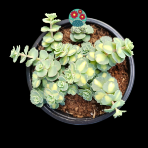 Sedum sieboldii variegata