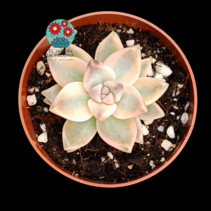 Graptosedum Ghost variegata (importación,no es grande))
