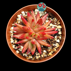 Echeveria "Red soul" cristata