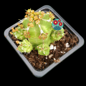 Euphorbia echinus (no es grande)