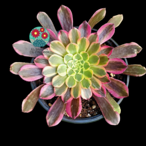 Aeonium "Morning glow" variegata (importación)