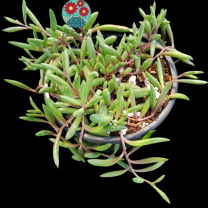 Senecio Delfín (Ottona capensis)