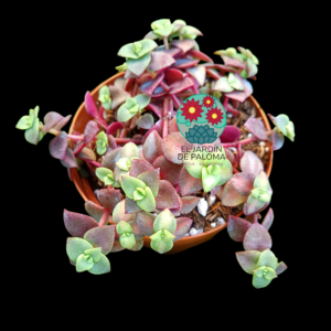 Crassula pellucida marginalis