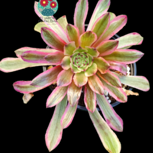 Aeonium Pink cloud variegata (importación)