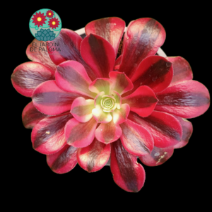 Aeonium Medusa variegata con hijuelo (otro)