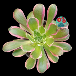 Aeonium Riverstone variegata (grande y con hijuelos)