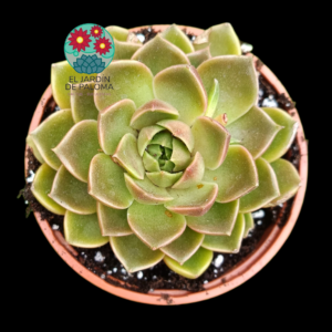 Echeveria Gallo (buen tamaño)